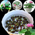 10pcs Pre-Sprouted Mixed Color Bonsai Bowl Lotus - Ideal Indoor and Outdoor Aquatic Plants, Ready to Thrive by Unknown