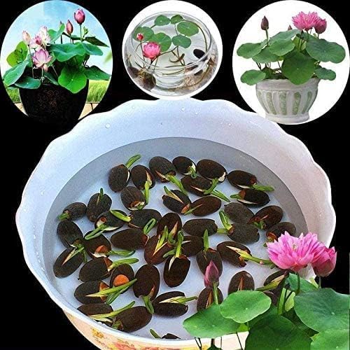 10pcs Pre-Sprouted Mixed Color Bonsai Bowl Lotus - Ideal Indoor and Outdoor Aquatic Plants, Ready to Thrive by Unknown