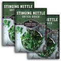 Stinging Nettle Seeds for Planting - 3 Packs by SurvivalGardenSeeds