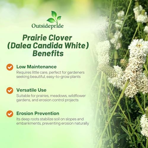 Outsidepride White Prairie Clover Seeds - 5 lb. Perennial Seeds for Planting, Easy to Grow, Drought & Heat Tolerant, High Protein Forage for Livestock, Ideal for Meadow Gardens, & Xeriscaping - Image 5