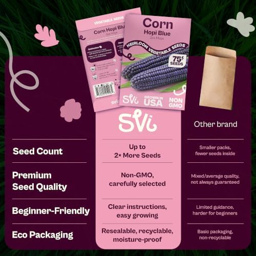 SVI 75 Blue Hopi Corn Heirloom Vegetable Seeds Zea mays Non GMO - Image 6