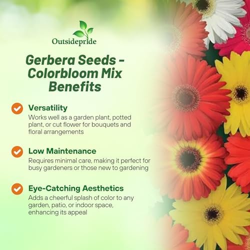 Outsidepride Colorbloom Mix Gerbera Seeds - 10 Pcs Perennial, Compact & Low Maintenance, Flower Seeds for Planting w/Vibrant Mixed Blooms, Ideal for Garden Landscaping & Cut Flower Arrangements - Image 3