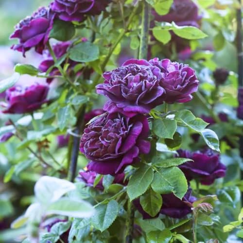Purple Rose Live Plant, Flower Rose Plant, 5-9 Inch Tall - Image 4