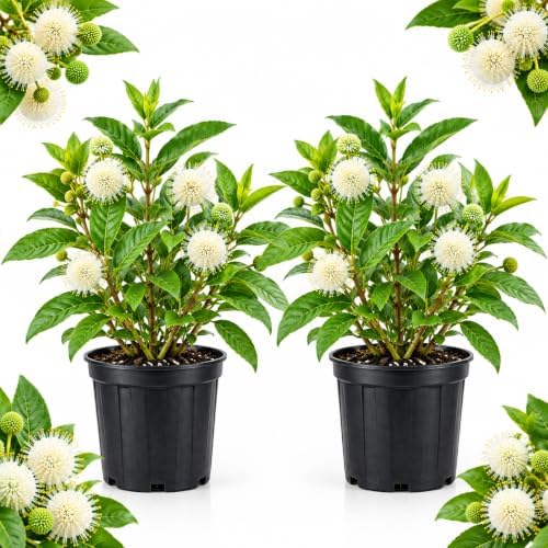 2 Buttonbush Live Shrubs, 4 Inch Pot, Native Buttonbush 12-18 Inch Tall by GINGERGLOW