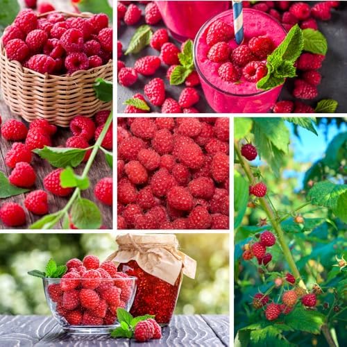2 Caroline Red Raspberry Plants Live, Berry Bush, 4-8" Tall - Image 5