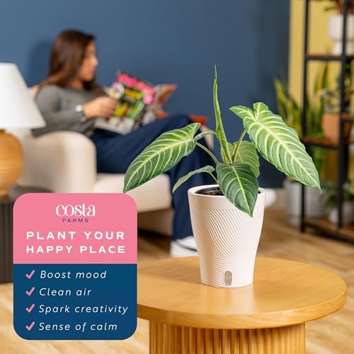 Costa Farms Xanthosoma, Live Indoor Plant, Easy Care, Home Decor - Image 4