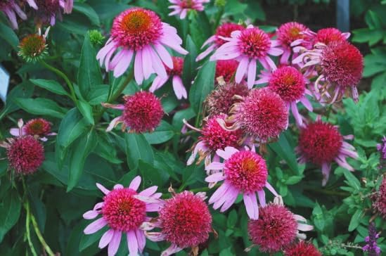 Double Scoop Bubblegum Coneflower Live Plant – Echinacea purpurea – Bright Pink Double Flowers – Hardy Pollinator Perennial – Butterfly Garden Flower – 2.5 Inch Pot - Image 2