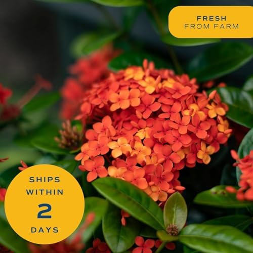 Costa Farms Ixora, Live Outdoor Plant, Easy Care, Home Decor - Image 5