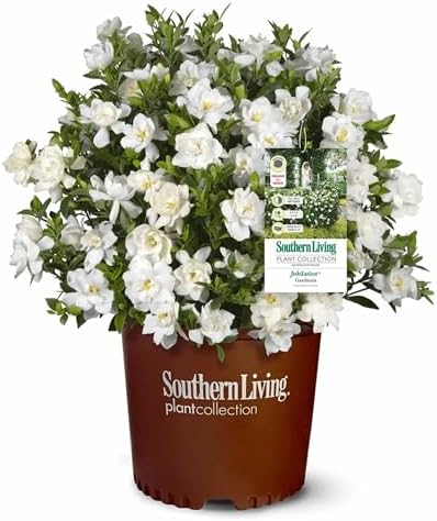 Perfect Plants Jubilation Gardenia Live Plant, 1 Gallon by PerfectPlantsNursery