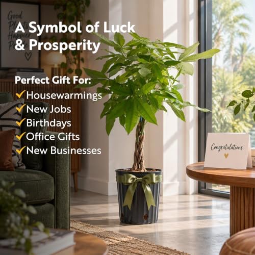 Costa Farms Money Tree, Live Indoor Plant, Braided Trunk, Easy Care - Image 5