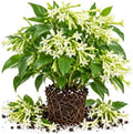 Night Bloom Jasmine Vine Live Plant, Patio Container Flower, 4-7 Inches by UIOTER