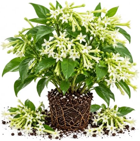 Night Bloom Jasmine Vine Live Plant, Patio Container Flower, 4-7 Inches by UIOTER