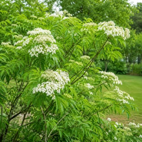 Wildwood Elderberry Shrub - 12-16" Tall Live Plant - Gallon Pot - Image 7
