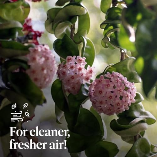 American Plant Exchange Hoya Compacta Hindu Rope, 4-Inch Pot, Live Flowering Wax Plant, Exotic Indoor Houseplant, Air Purifying - Image 7