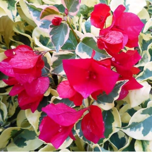 Set 2 Red to Pink Bougainvillea Live Plant 5-7 Inch Tall - Image 4