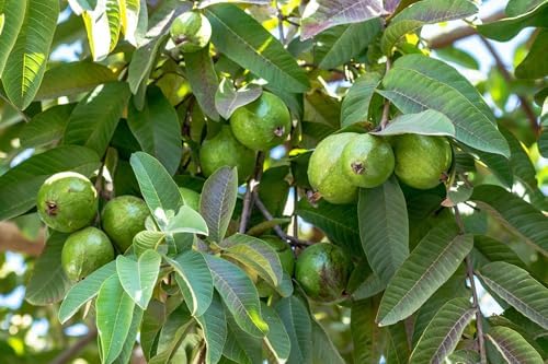 Guava Seeds for Planting 100+ Seeds (1 g) for Indoor & Outdoor Gardening, Heirloom Non-GMO Guava Seeds for Home Garden Pots Backyard Greenhouse - Image 4