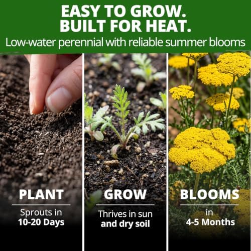 HOME GROWN Yarrow Seeds, Gold, 1,600 Seeds, Achillea filipendulina - Image 4