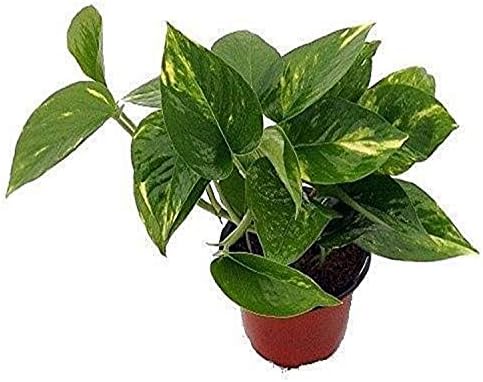 9GreenBox - Golden Devil's Ivy - Pothos - Epipremnum - 4" Pot - Very Easy to Grow Live Plant Ornament Decor for Home, Kitchen, Office, Table, Desk - Attracts Zen, Luck, Good Fortune - Non-GMO, Grown by 9GreenBox.com