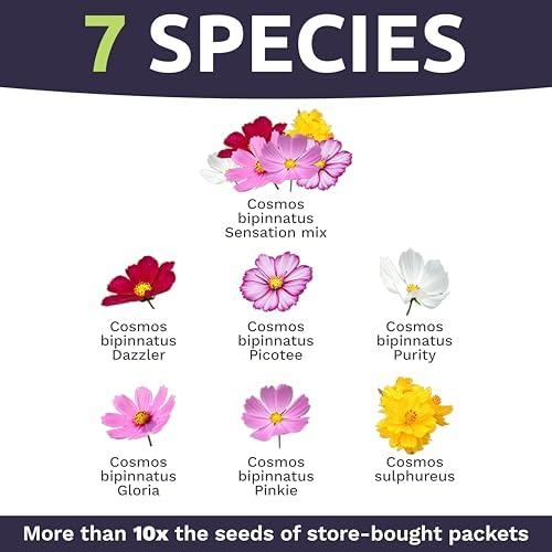 Bulk Cosmos Seeds Wildflower Mixture - 1 Pound Bag - Over 80,000 Seeds - Pink, Yellow, Orange, Red, Purple and White Mixed Species! - Image 4