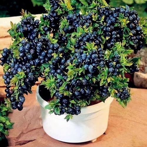 Fruit Seeds Variety Pack 1500pcs 6 Types – High Yield – 400pcs Strawberry, 200pcs Blueberry, 300pcs Raspberry, 300pcs Mulberry, 200pcs Cranberry,20 Cherry - Image 6