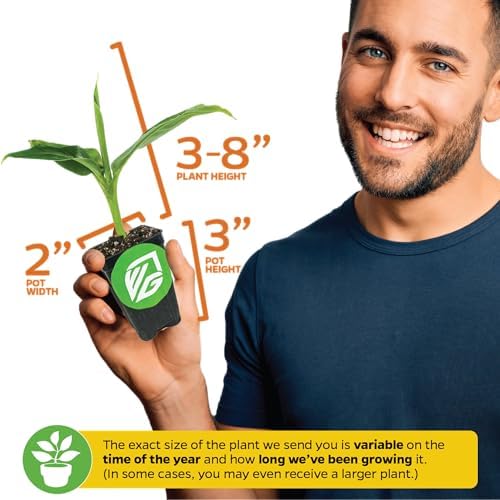 Little Prince Banana Tree (1-Pack) Live Plant by Wellspring Gardens - Image 3