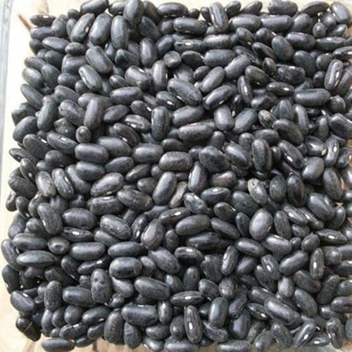 SVI 20 Cherokee Trail of Tears Bean Seeds (Phaseolus Vulgaris) - Cherokee Black Bean Seed Packets, High Yield Pole Beans, Climbing Beans - Heirloom Vegetable Seeds for Trellises, Outdoor Garden Beds - Image 6