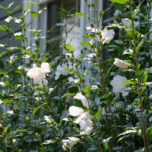 Proven Winners 2 Gal. White Pillar Rose of Sharon (Hibiscus) Shrub - Image 5