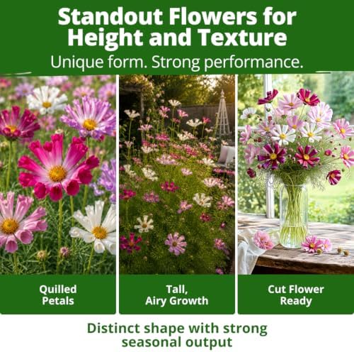 HOME GROWN Sea Shells Cosmos Seeds, 600 Seeds, Cosmos bipinnatus - Image 4