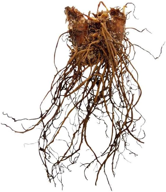 Votaniki Astilbe Deutschland (Japonica Hybrid) Bare Roots – Hardy Perennial for Spectacular White Blooms | Perfect for Shade & Woodland Gardens – Easy to Grow (4 Pack) - Image 4