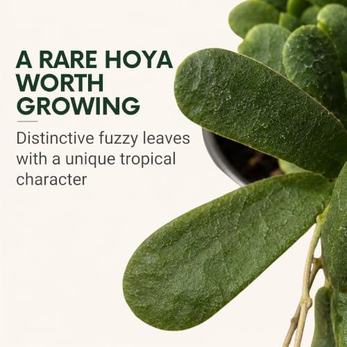 Hoya Rotundiflora Live Plant Fuzzy Hoya Starter Plants - Image 2