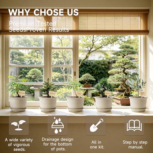 Bonsai Tree Starter Kit, Jacaranda Bonzai Kit, Indoor Bonsai Trees Plant Seeds with Drainage Design Pots, Gardening Gifts for Women, High-Value Plant Gifts - Image 5