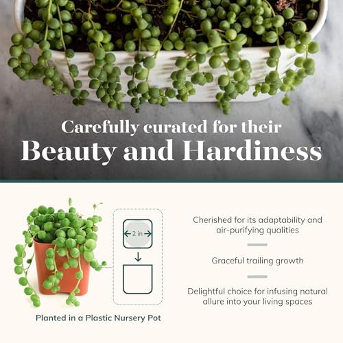 Shop Succulents String of Pearls Succulent Live Plant in 2" Nursery Pot, Easy Care Trailing Houseplant for Indoor Décor, Desk, Office, Windowsill, Hanging Planter - Image 2