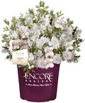 Encore Azalea 1 Gal. Autumn Lily Shrub by EncoreAzalea