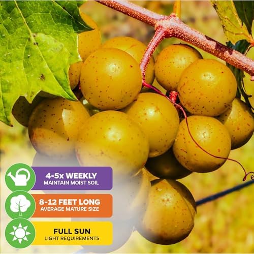 Welder Muscadine Grape Vine (2-Pack) Live Plant by Wellspring Gardens - Image 4