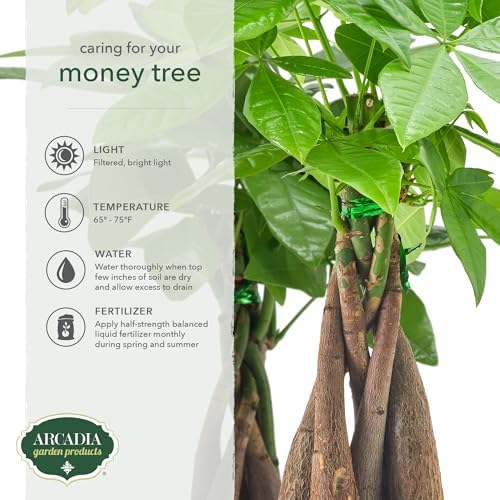 LV64 Live Braided 6-inch Money Tree Pachira Aquatica Indoor Houseplant in Arcadia Garden Product's Branded Plastic Pot, Tropical Plant Collector Gift for Home and Garden Decor, Tan - Image 3