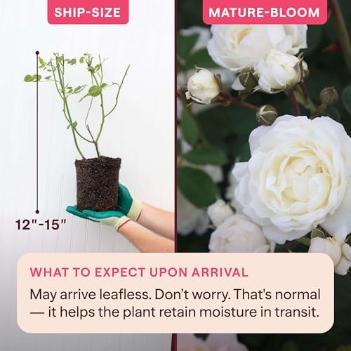 Heirloom Climbing Roses, Live Own Root Plant, Cloud 10™ - Image 2