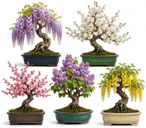 Live Flowering Bonsai Tree Seedlings | 5 Variety Pack with Wisteria, Sand Cherry, Apple, Lilac & Golden Chain | 1-Year-Old Bare Root Starter Trees Collection by CZGrain