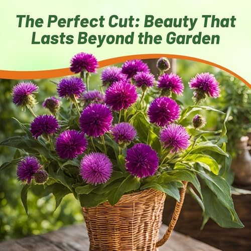 Outsidepride Purple Gomphrena Seeds - 2000 Pcs Annual, Heat & Drought Tolerant, Pollinator Friendly Globe Amaranth Seeds for Planting w/Vibrant Round Blooms for Beds, Borders, and Arrangements - Image 6