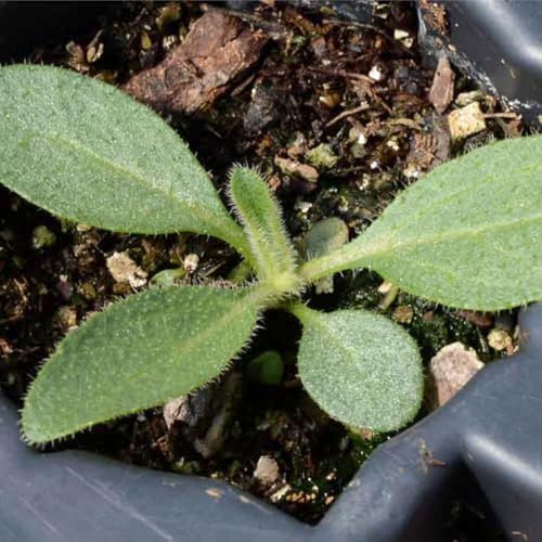 Seed Needs Flower Seeds to Plant Black Eyed Susan - 1.5 Ounce Bulk Pack - Image 6