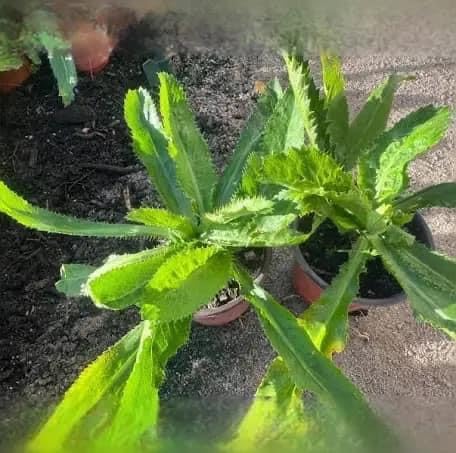 Set of 5 Vietnamese Vegetables Ngò GAI, Rau Càng Cua, Rau tía tô, Kinh giới, húng lũi Culantro Thai Parley, peperomia pellucida Plant Seeds and Vietnamese Perilla Seeds 1000++ Seeds/Bag - Image 2