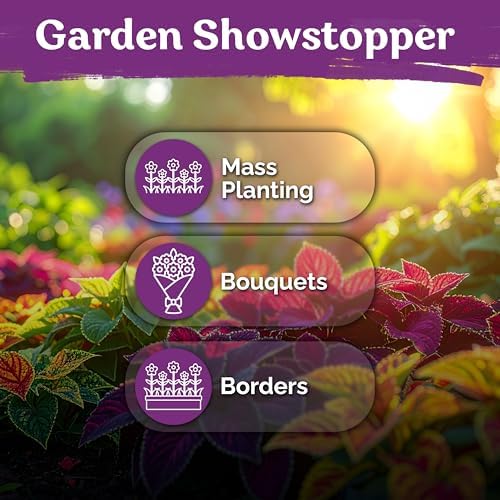 3,200 Rainbow Coleus Mix Seeds for Planting, Plectranthus Scutellarioides - Image 6