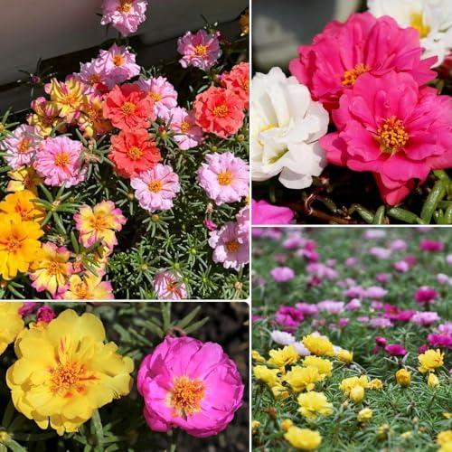 Groundio 23500+ Mixed Moss Rose Seeds, Ground Cover Flower Seeds, Heat & Drought Tolerant Heirloom Flower Seeds for Home Yard Container Gardening(Portulaca Grandiflora) - Image 6