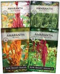 Sow Right Seeds - Amaranth Seed Collection for Planting Alternative Grain by SowRightSeeds