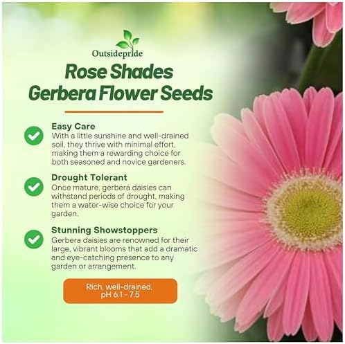 Outsidepride Rose Shades Gerbera Seeds - 10 Pcs Perennial, Compact & Low Maintenance, Flower Seeds for Planting w/Vibrant Rose Blooms, Ideal for Garden Landscaping & Cut Flower Arrangements - Image 3