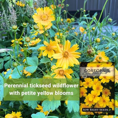 Sow Right Seeds-Dwarf Lance-Leave Coreopsis Seed for Planting Perennial 4pk - Image 3