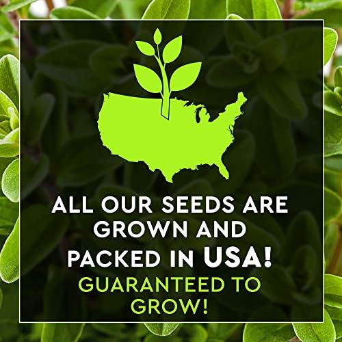 12 Italian Herb Seeds Pack - Heirloom and Non GMO, Grown in USA - Indoor or Outdoor Garden - Four Basil Varieties and Parsley, Cilantro, Rosemary, Thyme, Oregano, Marjoram, Sage, Arugula - Image 7