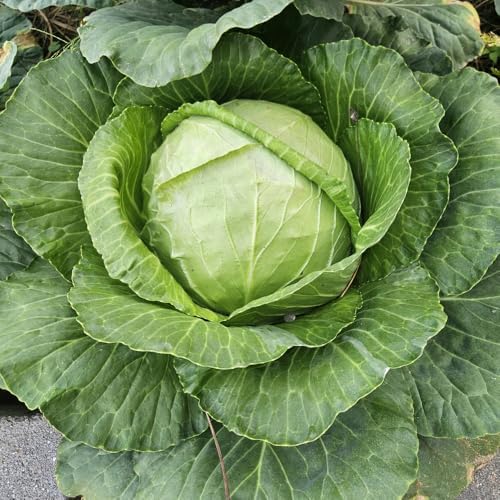 500 Live Cabbage Seeds,Green Vegetable for Outdoor Garden - Image 4