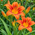 20 Orange Day Lily Bulbs/Roots - Tawny Tiger Daylily Rhizomes by Unknown
