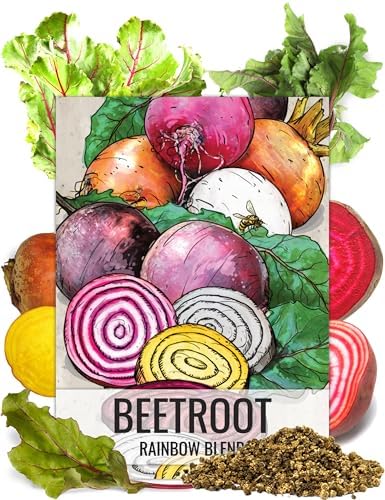 Seed Needs Rainbow Beet Seeds 1,500 Vegetable Seeds Non GMO Bulk Pack by SeedNeeds