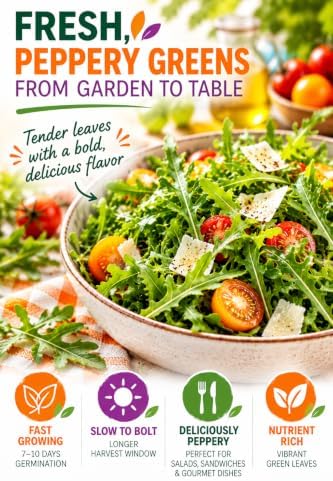 Arugula Seeds for Planting, 350 Arugula Rocket Seeds, Eat Arugula Fresh from Your Own Garden, High Germination, Heirloom Vegetable Varieties, Non-GMO - Image 2